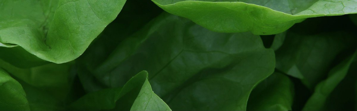 hbanner1 bg down
