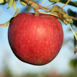 evercrisp 1
