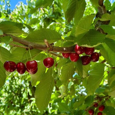 red cherry 2