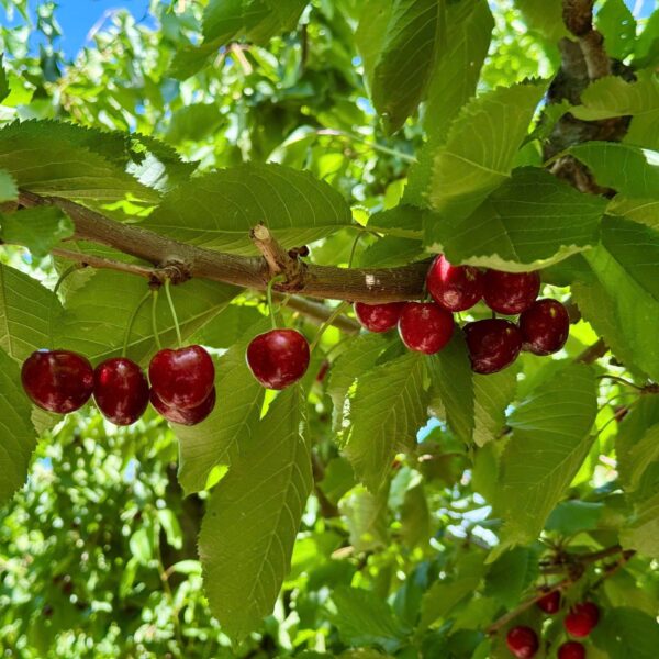 red cherry 2
